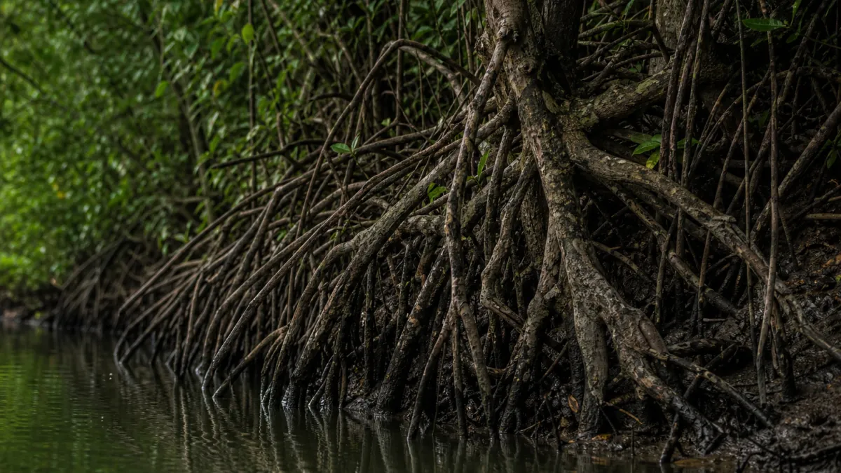 Mangrove des Sundarbans : géographie et biodiversité rare
