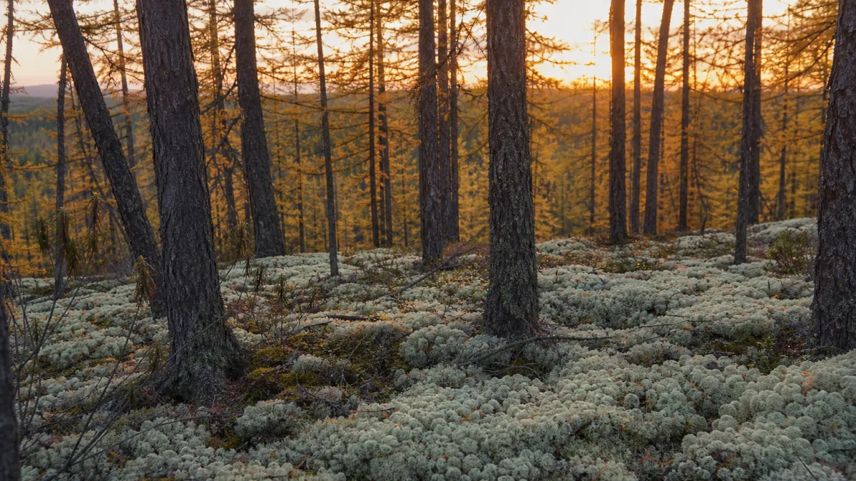 Taïga de Sibérie : faune, flore et secrets de la forêt boréale