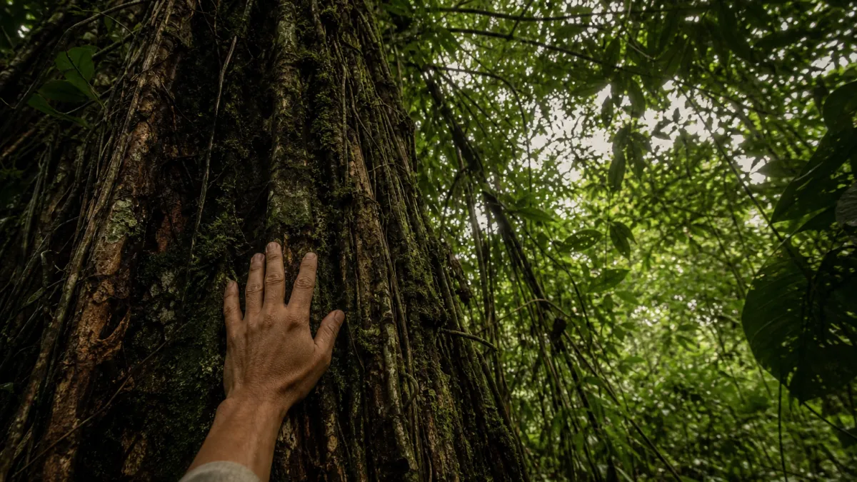 Forêt tropicale d'Amazonie : biodiversité, périls et enjeux